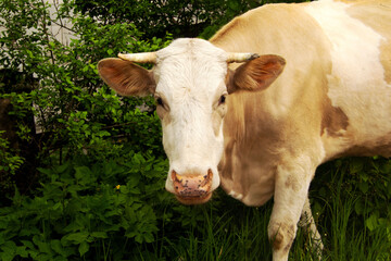 Naklejka na ściany i meble red cow's muzzle with white spots close up in summer near bushes
