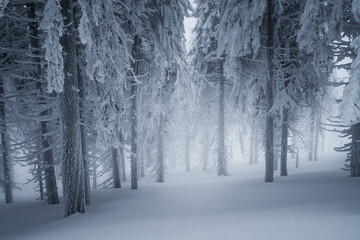 Fototapeta na wymiar Frozen forest with a lot of snow on a hazy, cold winter day. Chilling weather in Beskid Mountains, Czech Republic. Trees covered in ice and snow.
