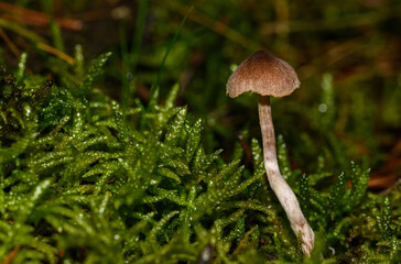 small brown mushroom in moss