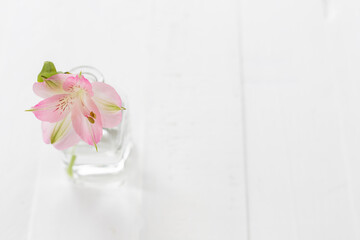 Beautiful pink flower in clear vase on white wooden background