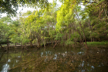 Fototapeta na wymiar Greenery forest at the lake