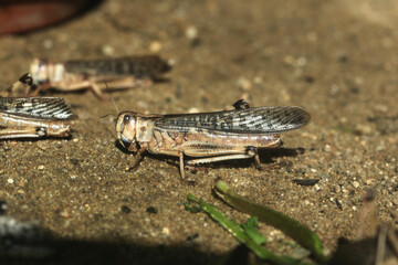Desert locust (Schistocerca gregaria).