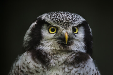 Northern hawk-owl (Surnia ulula).