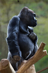 Naklejka premium Western lowland gorilla (Gorilla gorilla gorilla).
