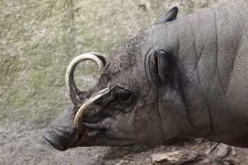 Obraz premium Sulawesi babirusa (Babyrousa celebensis).