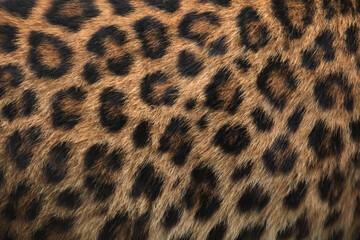 North-Chinese leopard (Panthera pardus japonensis) fur texture.
