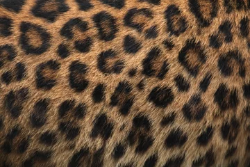  North-Chinese leopard (Panthera pardus japonensis) fur texture. © Vladimir Wrangel