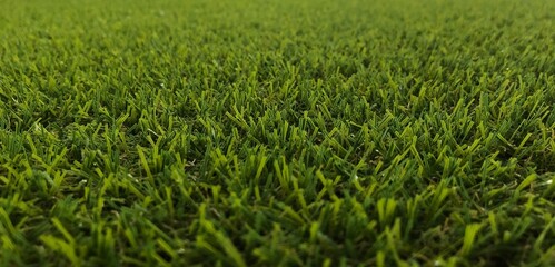 Obraz premium green grass field