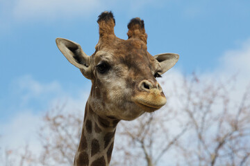 Obraz premium Angolan giraffe (Giraffa camelopardalis angolensis)