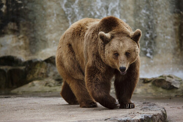 Brown bear (Ursus arctos).