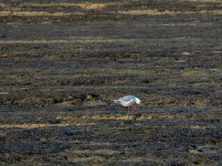 Aves en la costa de la playa
