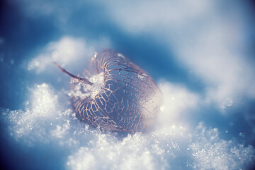 Die Hülle einer Physalis Frucht
