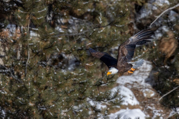 Fototapeta premium Bald Eagles in Eleven Mile Canyon