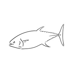 Vector illustration of tuna. Vector illustration can be used for creating logo and emblem for fishing clubs, prints, web and other crafts. tuna fish, vector sketch on white background