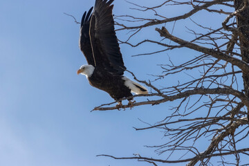Bald Eagles in Eleven Mile Canyon