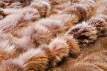Background or texture image of fur. In perspective