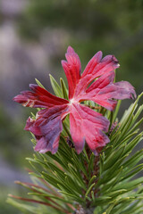 Vertical shot of a red autumn leaf on a spruce tree