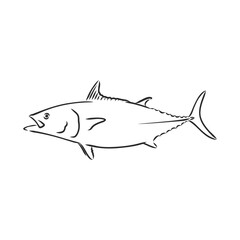 Vector illustration of tuna. Vector illustration can be used for creating logo and emblem for fishing clubs, prints, web and other crafts. tuna fish, vector sketch on white background