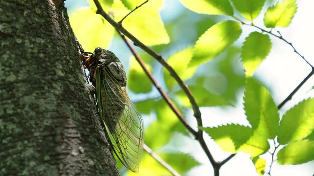 【夏】クマゼミが木にとまっている様子　昆虫