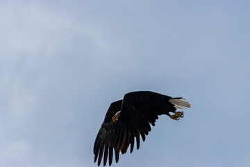 Bald Eagles in Eleven Mile Canyon