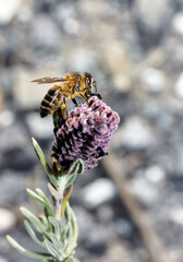 Bee on flower collecting pollen