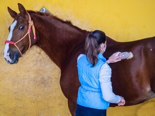 Joven jinete lavando y cuidando a su caballo marrón en la cuadra  © Juanmi