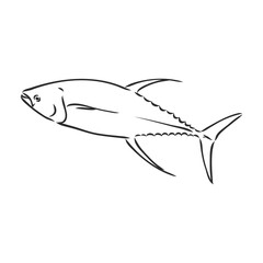 Vector illustration of tuna. Vector illustration can be used for creating logo and emblem for fishing clubs, prints, web and other crafts. tuna fish, vector sketch on white background