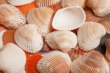 sea shells on sand as background