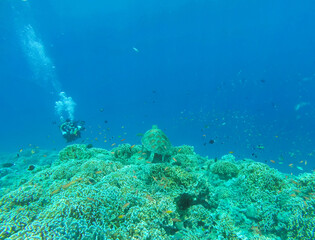 Tortue marine, plongée aux îles Gili, Indonésie
