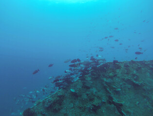 Fototapeta na wymiar Poissons autour d'une épave, plongée aux îles Gili, Indonésie