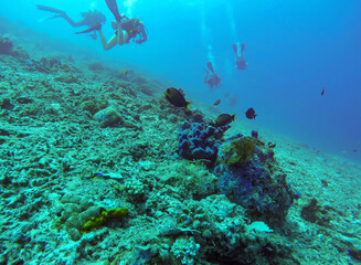 Fototapeta na wymiar Palanquée en plongée aux îles Gili, Indonésie