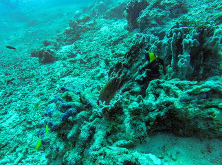 Naklejka na ściany i meble Murène, plongée aux îles Gili, Indonésie