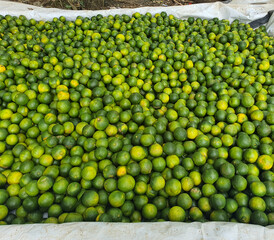 Green raw oranges from hill orange gardens of Bandarban, Bangladesh. Green raw oranges ready for sale early in the morning