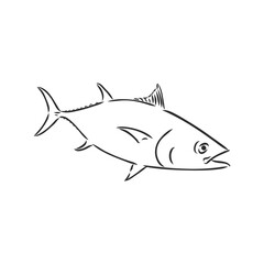 Vector illustration of tuna. Vector illustration can be used for creating logo and emblem for fishing clubs, prints, web and other crafts. tuna fish, vector sketch on white background