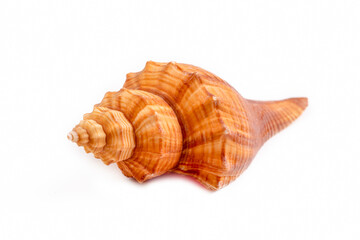Sea shell isolated on white