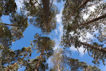 atvia with white fluffy snow in the forest where you can see many beautiful pine tops with dark brown trunks