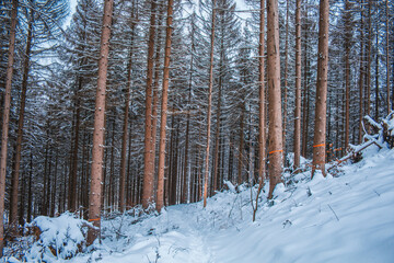 Winter in Harz Mountains National Park, Germany. Moody snow covered landscape in German forest