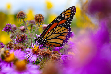A monarch butterfly chilling on vibrant purple flowers © Cavan