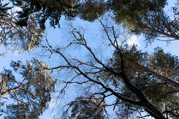 atvia with white fluffy snow in the forest where you can see many beautiful pine tops with dark brown trunks