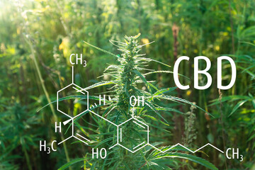 Cannabis plants with the CBD chemical formula. Cannabidiol molecule.