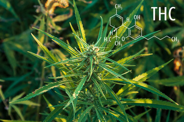 Cannabis plants with the THC chemical formula. Tetrahydrocannabinol molecule.