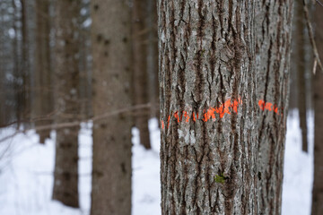 a tree trunk close up with a rough bark that forms an interesting texture