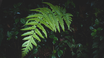 Close up of fern plants