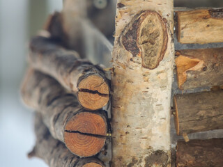 wood background of thin young birch interlaced trunks