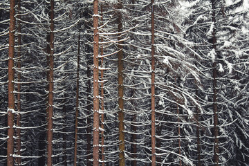 Winter in Harz Mountains National Park, Germany. Snow covered trees in German forest