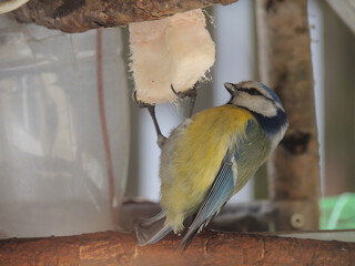 Tit eats lard on a branch in winter. Feeder for titmouse in cold weather.