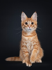Fototapeta na wymiar Cute red outcross maine coon cat kitten, sitting facing front with one paw playful in air. Isolated on black background.