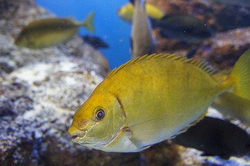 アクアリウム（鳥羽水族館にて）