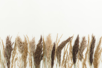 Reeds foliage branches bouquet on neutral white background. Flat lay, top view