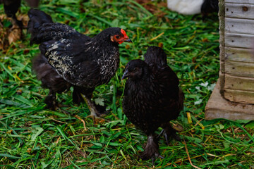 A black hen in a chicken coop. The bird walks freely in the chicken coop. Chickens in the house.